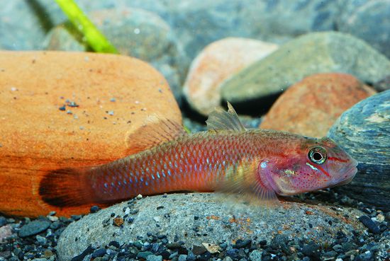  由於受到明潭吻鰕虎的競爭，東部特有的細斑吻鰕虎如今已成稀有魚種