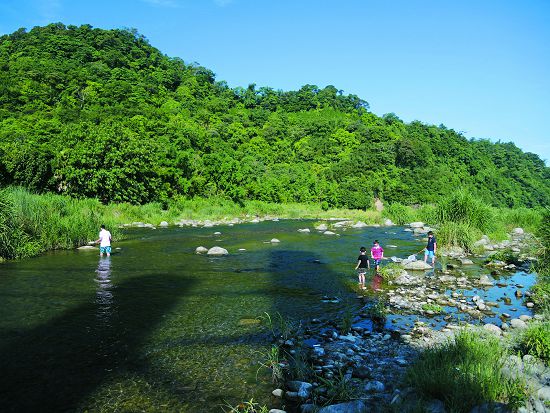 臺灣西部河川也出現東部原生魚種入侵的例子，如頭前溪上游出現何氏棘鲃入侵，影響原生魚種生存／呂慧穎攝