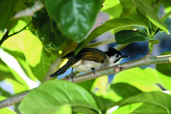 烏頭翁是分布於臺灣東部及恆春半島的特有種， 現在族群正面臨與白頭翁雜交，導致純系消失的威脅／圖片來源：創用CC（https://commons.wikimedia.org/wiki/File:Taiwan_Bulbul.JPG，Frankyboy5攝）