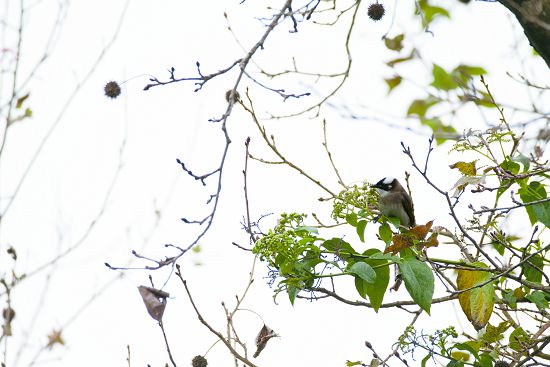 白頭翁為原分布於臺灣西部之特有亞種／ 圖片來源： 創用CC（https://upload.wikimedia.org/wikipedia/commons/c/c7/%E7%99%BD%E9%A0%AD%E7%BF%81_%2832197443601%29.jpg，LiCheng Shih攝）