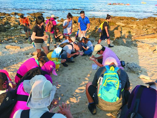 夏季進行潮間帶觀察