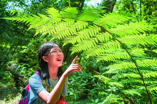 蕨類植物是上帝設計的藝術品