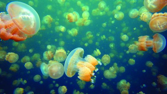 帛琉的水母湖(Jellyfish Lake)有著因長時間與外界隔絕而演化出的無毒水母