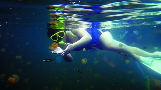 與成千上萬的無毒水母群共游,吸引大批遊客前來帛琉朝聖的主因之一