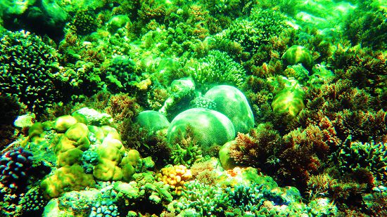 珊瑚蟲對防曬乳中二苯甲酮成分非常敏感,會導致珊瑚幼蟲畸形發展