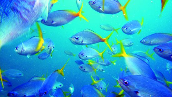 帛琉禁用防曬乳背後的意義,是保護珊瑚礁生態以及其延伸的各種生物多樣性價值的決心