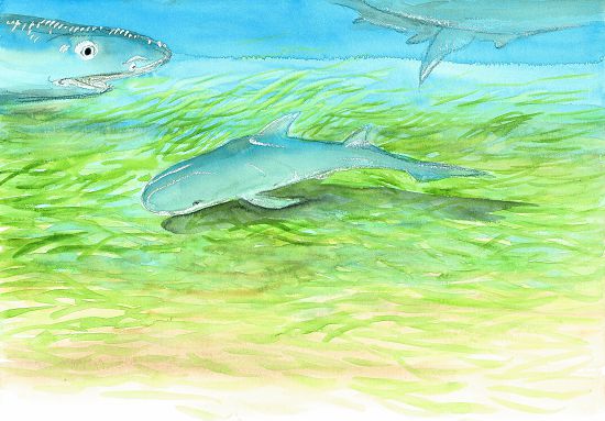 東沙海域的珊瑚、檸檬鯊生