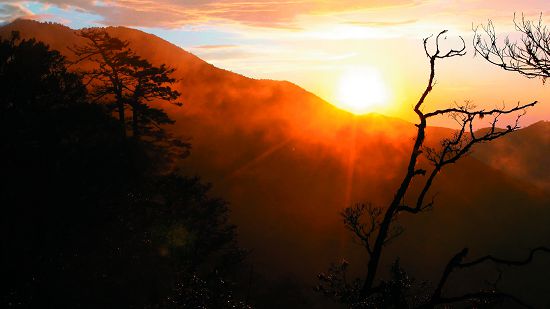 圖片:巨木步道雲霧晨光/孫清松攝