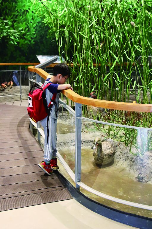 孩童專注觀察水禽／楊越涵攝