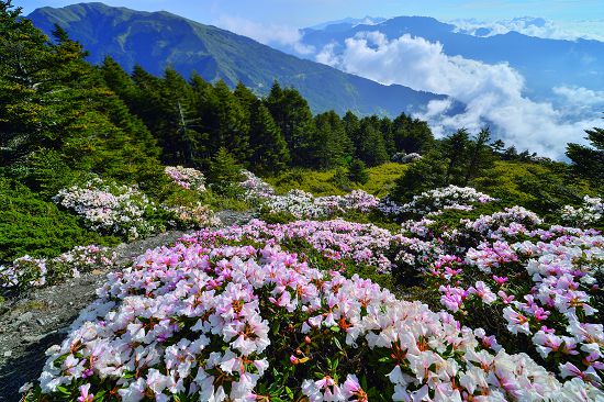 盛開的玉山杜鵑將合歡山幻化為一片錦繡