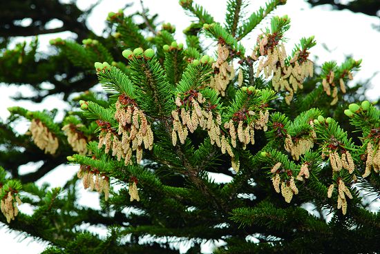 臺灣冷杉是最高森林界線的重要物種（雄花）／雪管處提供（潘振彰攝）