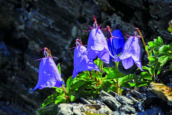高山沙參花朵對比植株顯得碩大