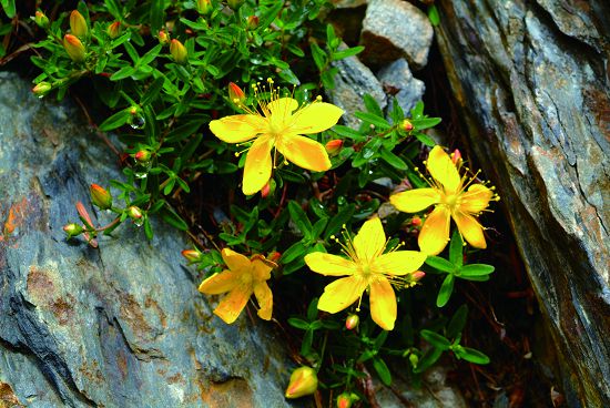玉山金絲桃可以適應高山岩地環境