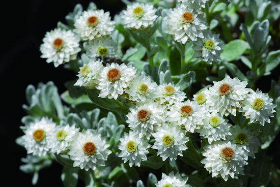 玉山抱莖籟簫常見於高山裸露的岩屑地