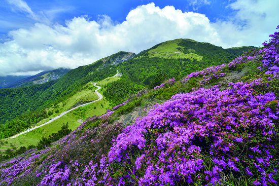 合歡山臺灣高山杜鵑盛開