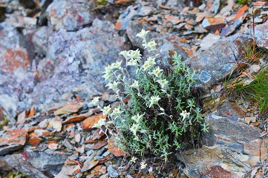 玉山薄雪草與著名電影《真善美》歌曲中的「小白花」同屬