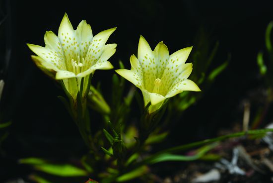 伊澤山龍膽／ 雪管處提供（潘振彰攝）
