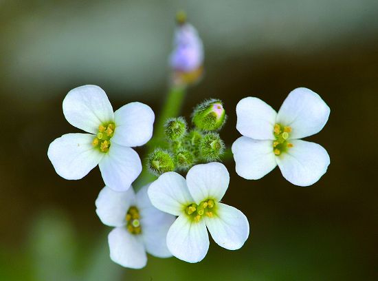 玉山筷子芥分佈於臺灣 2,000∼3,900 公尺間的高山上