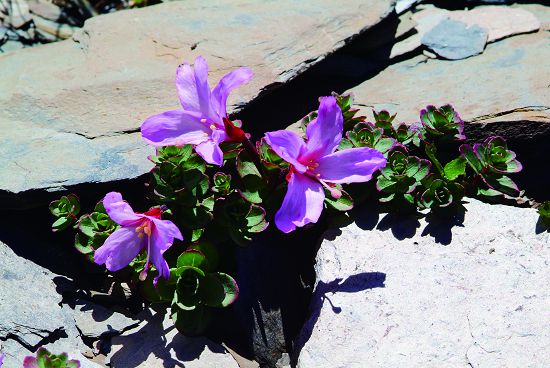 南湖柳葉菜是少數列入文資法保護的植物種類
