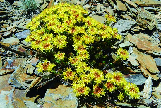 玉山佛甲草能生長在岩屑地形中