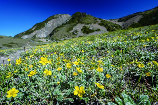 有著鮮豔黃花的雪山飜白草，是少數以雪山為名的高山植物