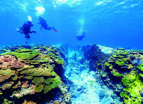 乾淨的海水是珊瑚生長的基本條件／蘇淮攝