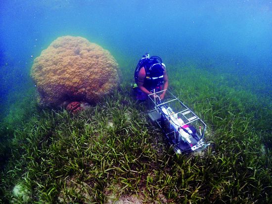 海草床上的蕈狀珊瑚礁，是東沙環礁潟湖內的一大特色／黃彥勛攝