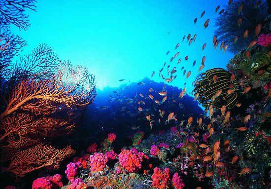 珊瑚礁構成水上水下立體空間，擁有豐富的生物多樣性／墾管處提供