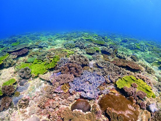 珊瑚蟲的體色來自於體內的共生藻／蘇淮攝