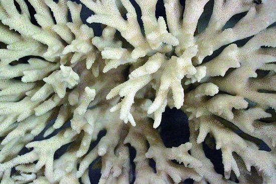 資料來源：創用CC（資料來源：The Natural History Museum of Isfahan, Mostafameraji 攝）