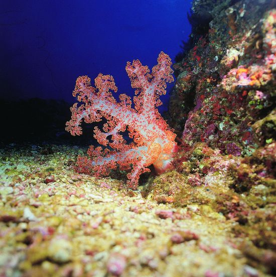 軟珊瑚通常生長在海流較強的海域，其骨骼以鈣質骨針的形式存在（棘穗軟珊瑚 Dendronephthya spp.）／墾管處提供
