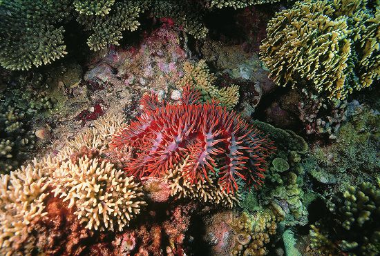 棘冠海星以珊瑚蟲為食，大量繁殖時可能影響珊瑚礁生態／墾管處提供