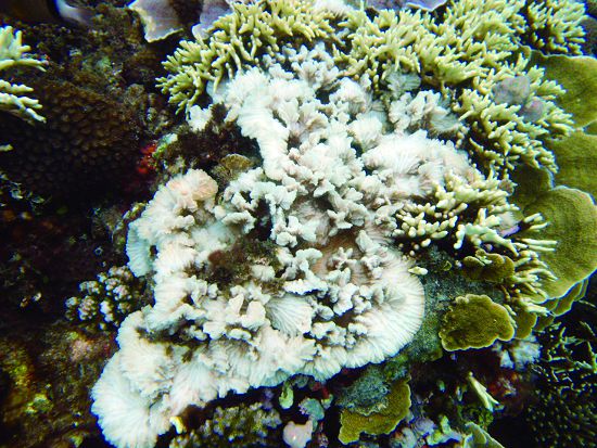 珊瑚白化是因為珊瑚體內的共生藻緣於環境條件的不合適，而離開珊瑚蟲體／墾管處提供