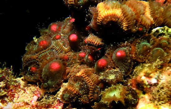 珊瑚正在醞釀將精卵束排出／墾管處提供（蔡永春攝）