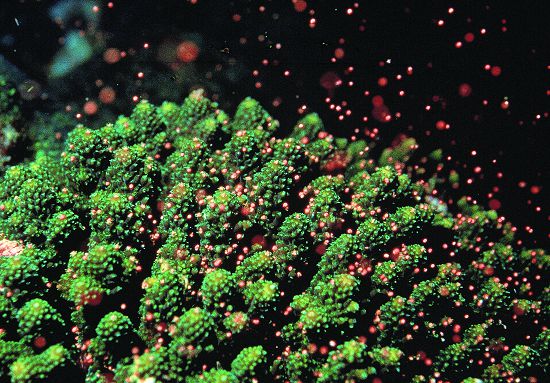 粉紅色的精卵束釋放到海水中／墾管處提供