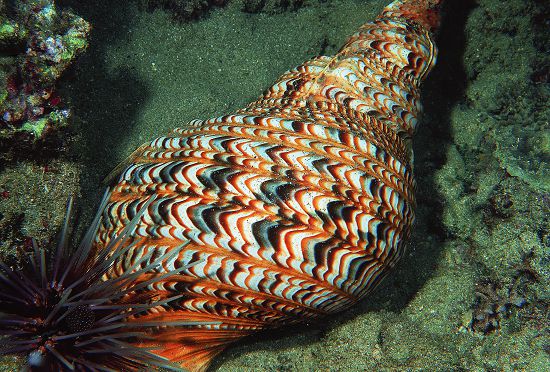 大法螺是棘冠海星的天敵／墾管處提供