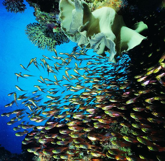 豐富的珊瑚礁生態需要你我共同來守護／墾管處提供（蔡永春攝）