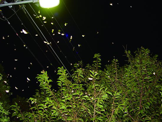 由於昆蟲具有趨光性，夜裡聚集在鄉間的路燈下