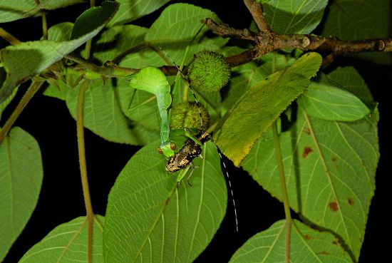 捕食天牛的螳螂