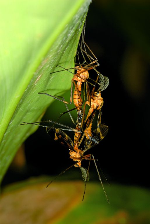 交尾中的櫛大蚊，可以分辨出雌雄嗎？