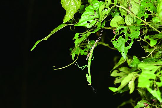 即將完成蛻皮的螳螂