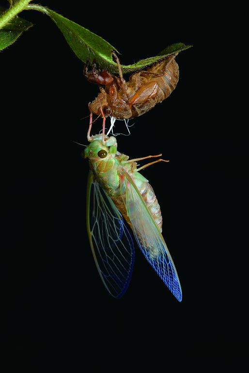 即將完成羽化的蟬