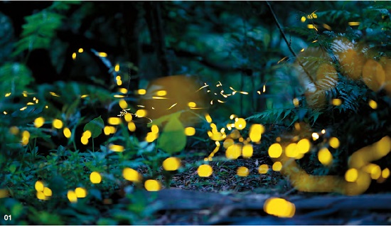 螢火蟲是夜裡最受歡迎的昆蟲/ 吳瑞太攝