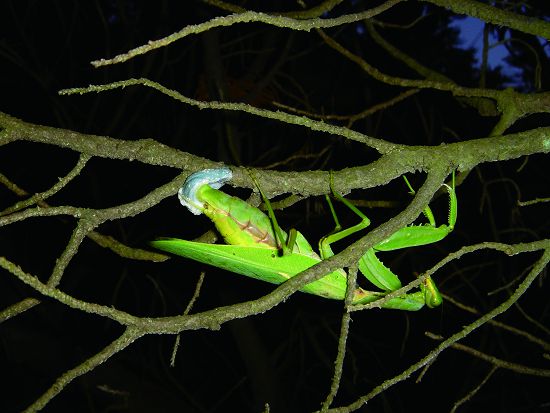 產卵中的螳螂