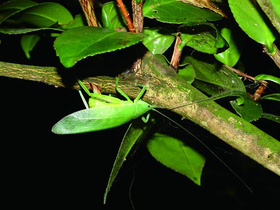 產卵的螽斯將產卵器插入樹皮中