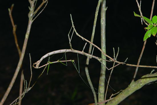 竹節蟲靠著氣味找到另一半，完成傳宗接代的任務