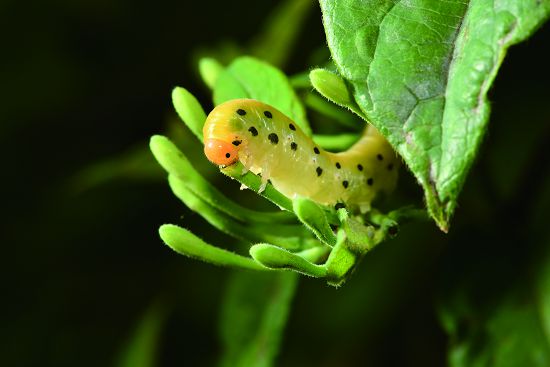 葉蜂的幼蟲在夜間覓食