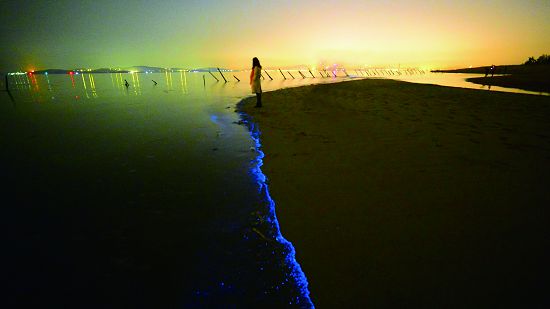 希望藉由藍眼淚的光芒，吸引人們認識金門的潮間帶生態／許進西攝