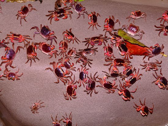 成群的抱卵奧氏後相手蟹／墾管處提供