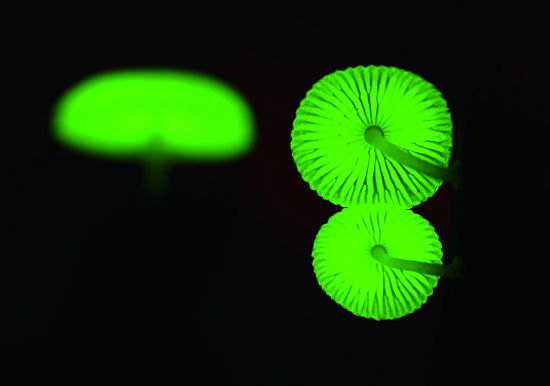 墾丁小菇蕈傘及蕈褶都會發出綠色螢光／陳忠能攝